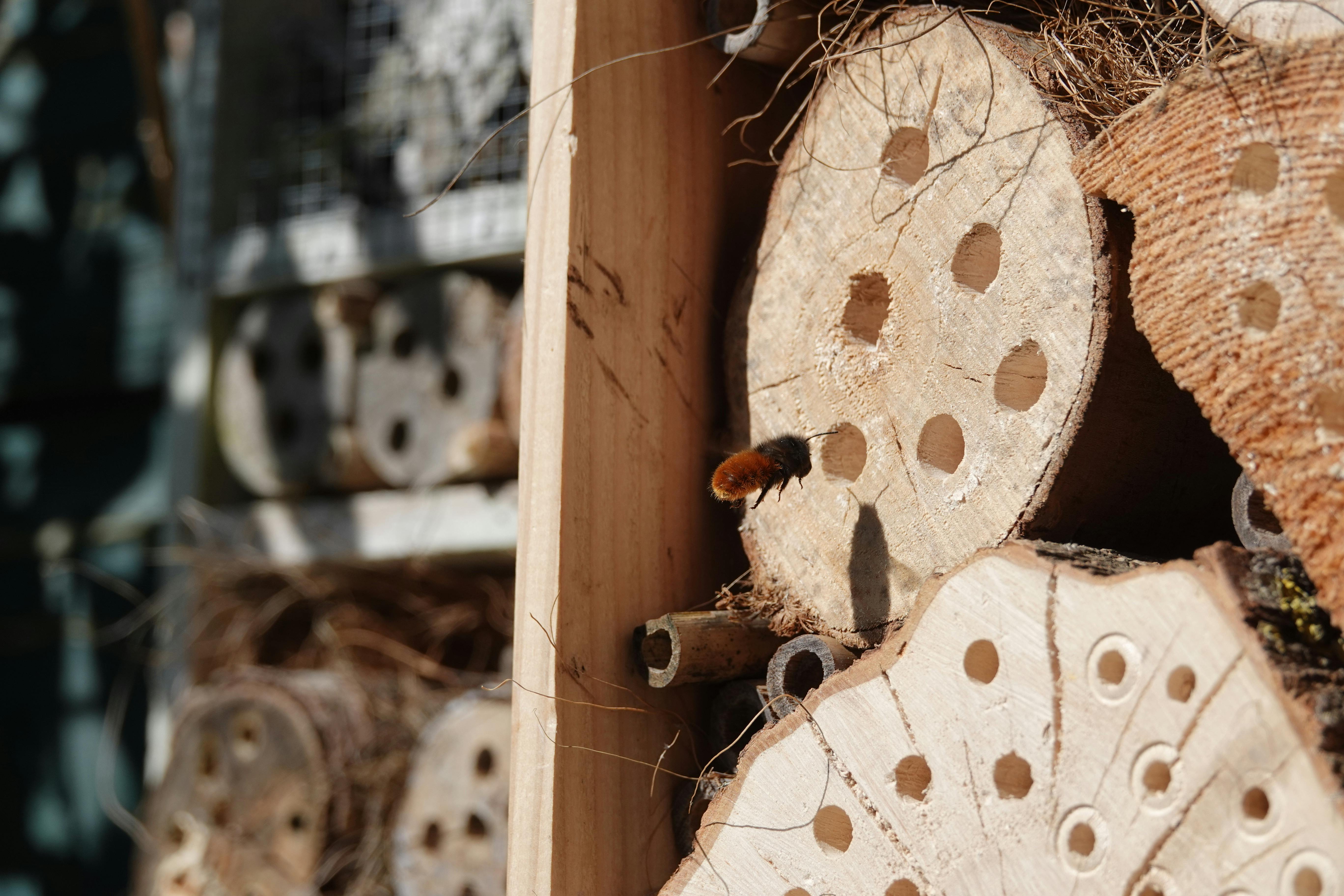 Kukaiņu viesnīcas izgatavošana